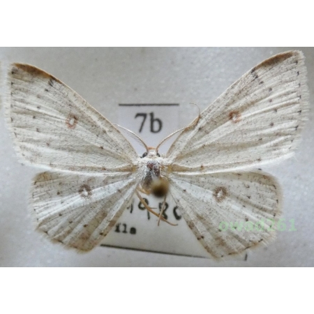 Cyclophora pendularia (Clerck, 1759) Czech7b